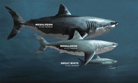 how are great white sharks similar to humans